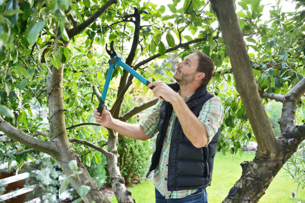 Best Hedge Trimming  in Thompsons Station, TN